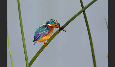 Haubenzwergfischer (Alcedo cristata)