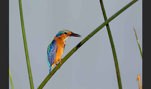 Haubenzwergfischer (Alcedo cristata)