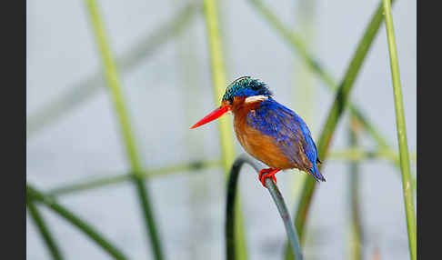 Haubenzwergfischer (Alcedo cristata)