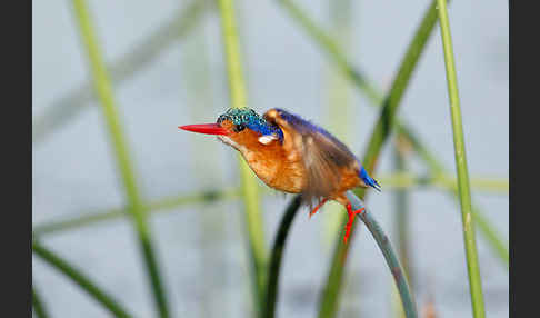 Haubenzwergfischer (Alcedo cristata)