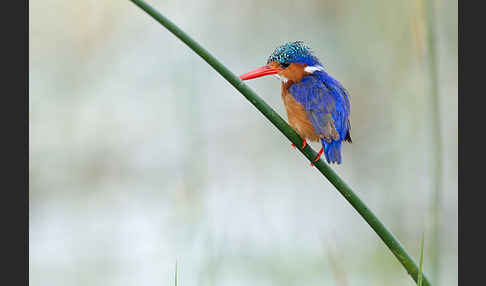 Haubenzwergfischer (Alcedo cristata)