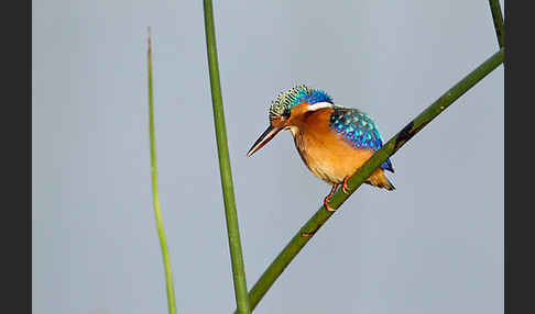 Haubenzwergfischer (Alcedo cristata)