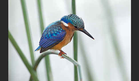 Haubenzwergfischer (Alcedo cristata)