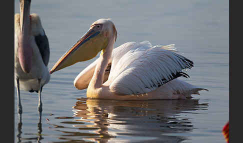 Rosapelikan (Pelecanus onocrotalus)