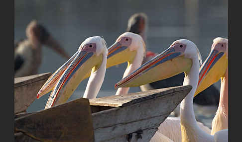 Rosapelikan (Pelecanus onocrotalus)