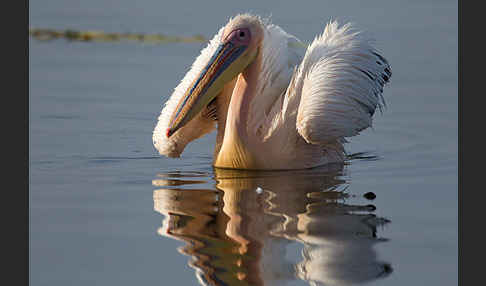 Rosapelikan (Pelecanus onocrotalus)