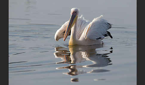 Rosapelikan (Pelecanus onocrotalus)