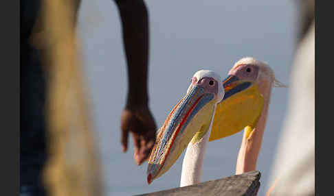 Rosapelikan (Pelecanus onocrotalus)