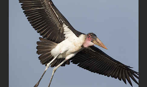 Marabu (Leptoptilos crumiferus)