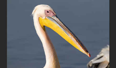 Rosapelikan (Pelecanus onocrotalus)