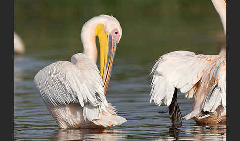 Rosapelikan (Pelecanus onocrotalus)