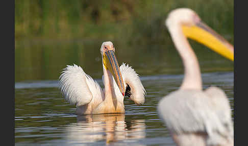 Rosapelikan (Pelecanus onocrotalus)