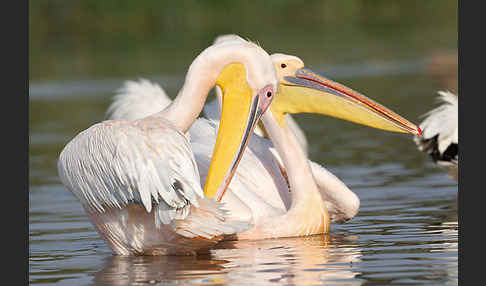 Rosapelikan (Pelecanus onocrotalus)