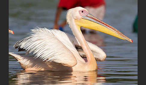 Rosapelikan (Pelecanus onocrotalus)