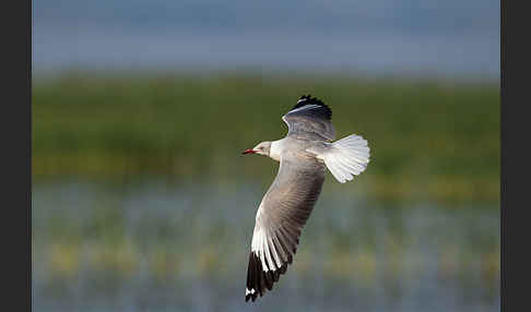 Graukopfmöwe (Chroicocephalus cirrocephalus)