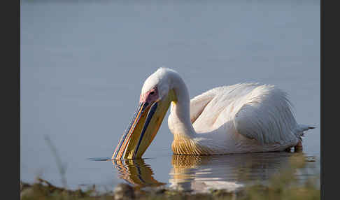 Rosapelikan (Pelecanus onocrotalus)