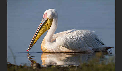 Rosapelikan (Pelecanus onocrotalus)