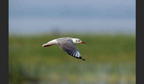 Graukopfmöwe (Chroicocephalus cirrocephalus)