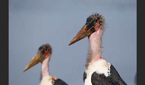 Marabu (Leptoptilos crumiferus)