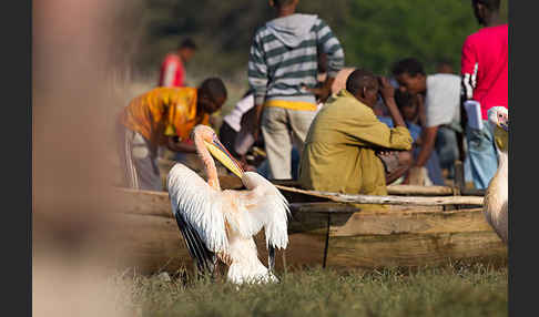 Rosapelikan (Pelecanus onocrotalus)