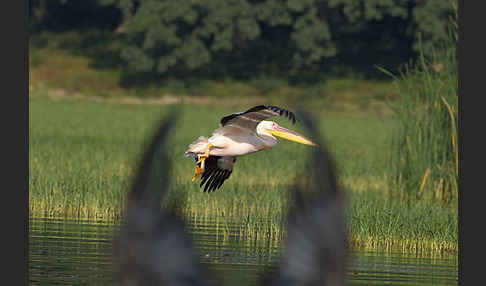 Rosapelikan (Pelecanus onocrotalus)