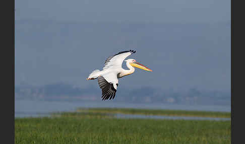 Rosapelikan (Pelecanus onocrotalus)