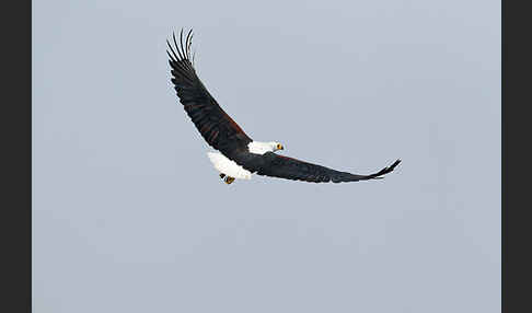 Schreiseeadler (Haliaeetus vocifer)