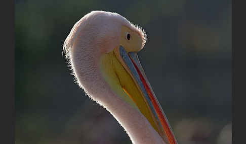 Rosapelikan (Pelecanus onocrotalus)