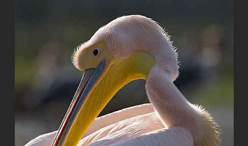 Rosapelikan (Pelecanus onocrotalus)