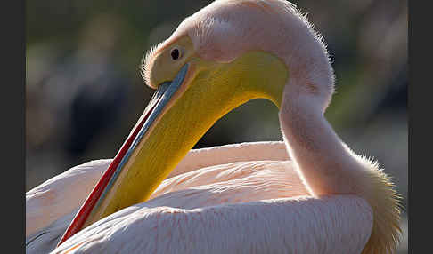 Rosapelikan (Pelecanus onocrotalus)