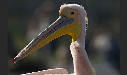 Rosapelikan (Pelecanus onocrotalus)