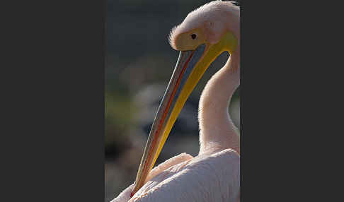 Rosapelikan (Pelecanus onocrotalus)