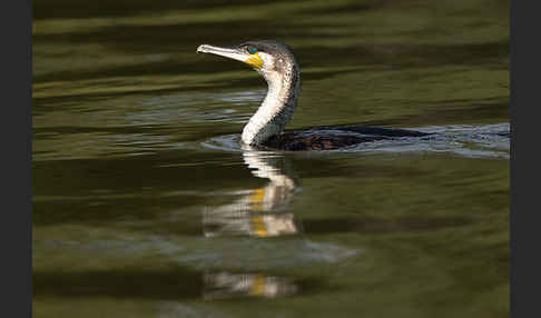 Weissbrustkormoran (Phalacrocorax lucidus)