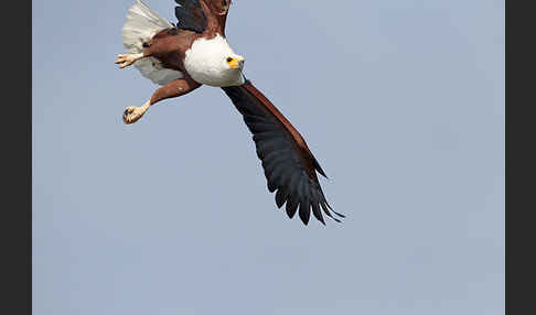 Schreiseeadler (Haliaeetus vocifer)