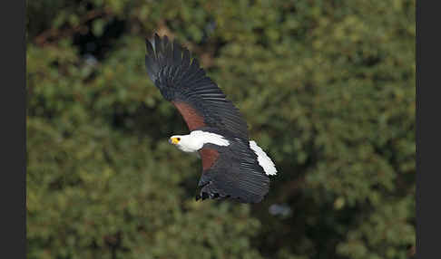 Schreiseeadler (Haliaeetus vocifer)