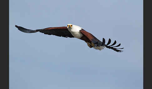 Schreiseeadler (Haliaeetus vocifer)