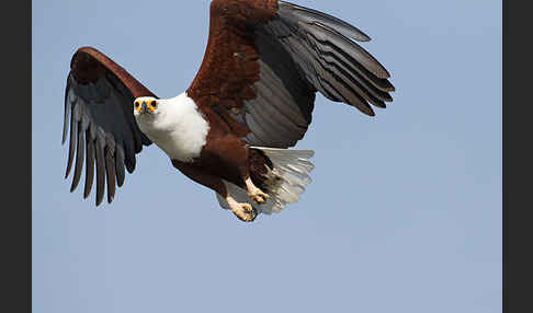 Schreiseeadler (Haliaeetus vocifer)