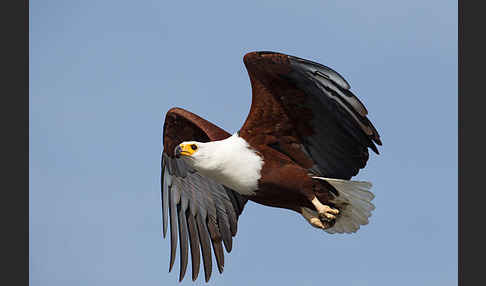 Schreiseeadler (Haliaeetus vocifer)