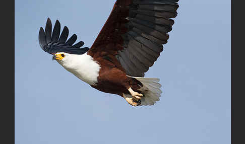 Schreiseeadler (Haliaeetus vocifer)