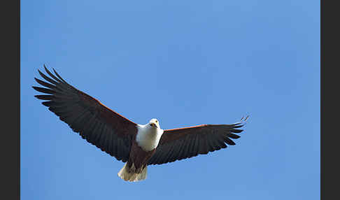 Schreiseeadler (Haliaeetus vocifer)