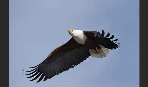 Schreiseeadler (Haliaeetus vocifer)