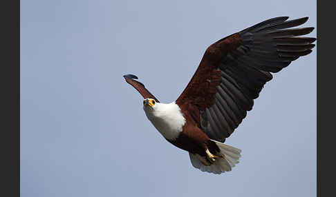 Schreiseeadler (Haliaeetus vocifer)