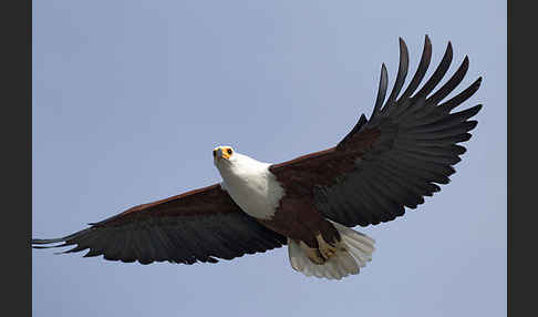 Schreiseeadler (Haliaeetus vocifer)