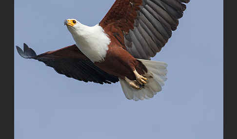 Schreiseeadler (Haliaeetus vocifer)