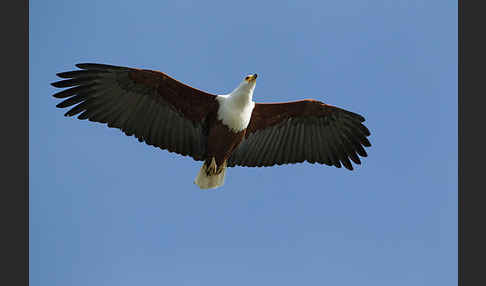 Schreiseeadler (Haliaeetus vocifer)