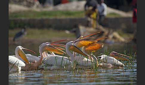 Rosapelikan (Pelecanus onocrotalus)