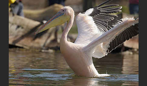 Rosapelikan (Pelecanus onocrotalus)