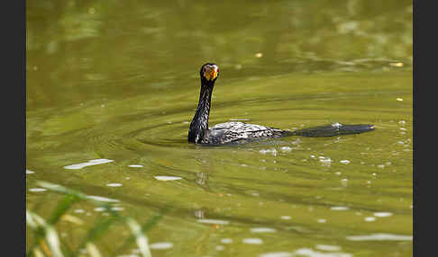 Riedscharbe (Phalacrocorax africanus)