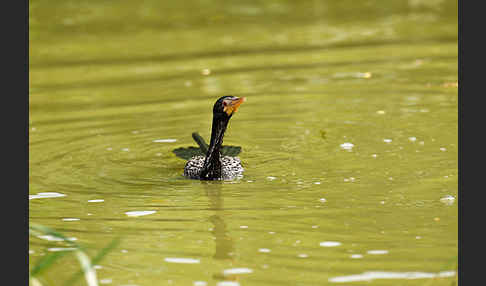 Riedscharbe (Phalacrocorax africanus)