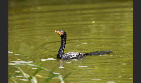 Riedscharbe (Phalacrocorax africanus)